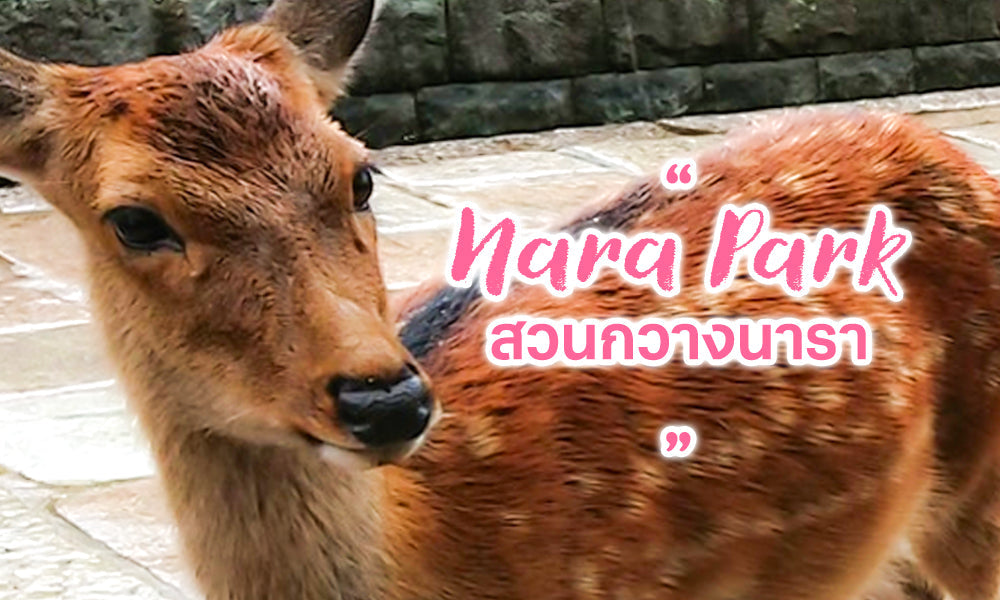 สวนกวางนารา (NARA PARK) จุดเที่ยวห้ามพลาด