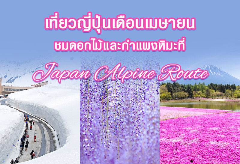 เที่ยวญี่ปุ่นเดือนเมษายน ชมดอกไม้และกำแพงหิมะในหน้าร้อนที่เจแปนแอลป์