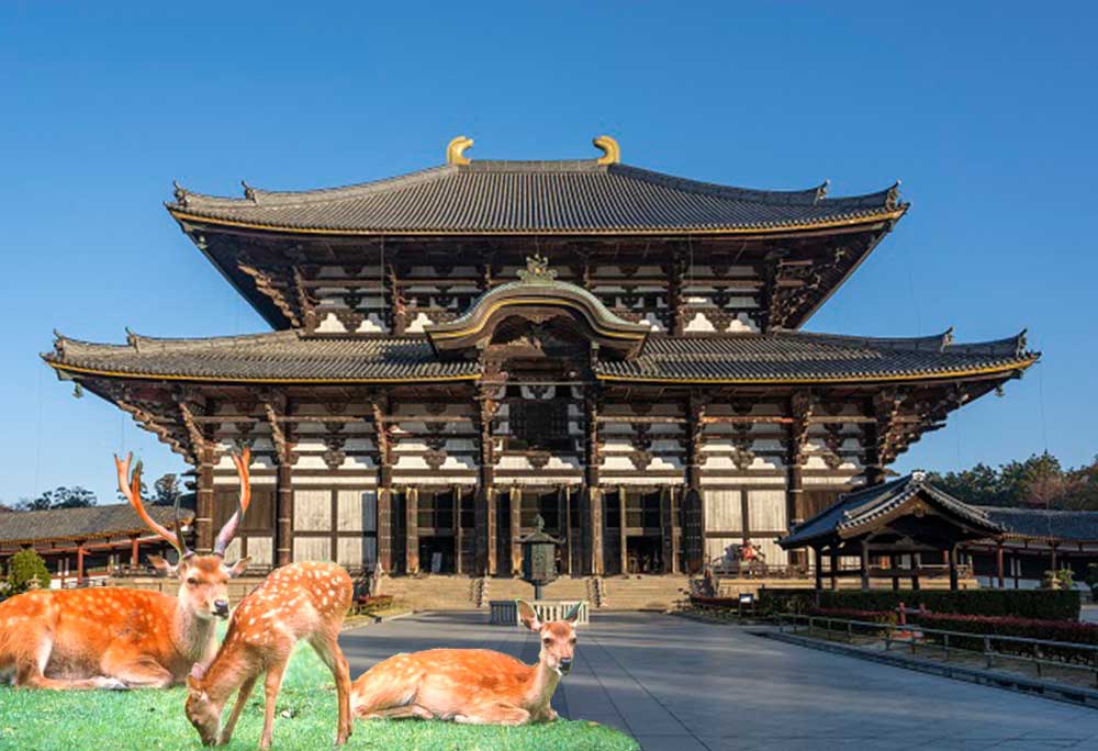 1-Day Kyoto and Nara Tour - Round-trip form Kyoto / Osaka