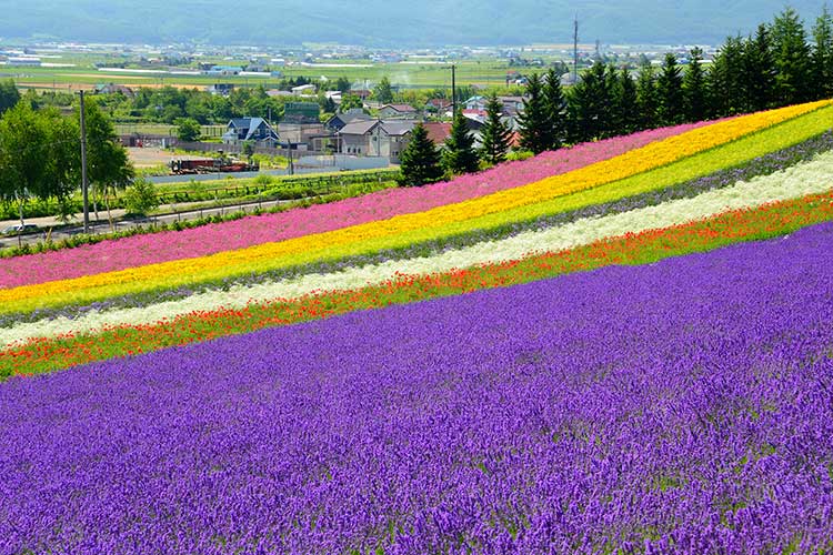 JR Hokkaido - Sapporo-Furano Area Pass 4 Days