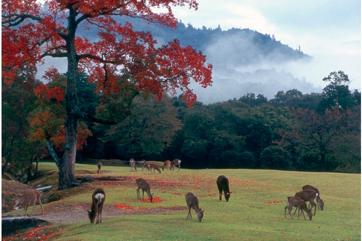 1-Day Kyoto & Nara Tour