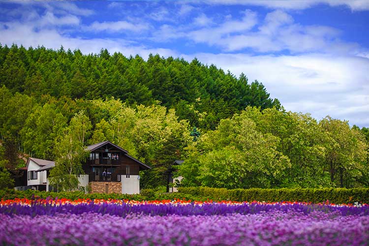 JR Hokkaido - Hokkaido Rail Pass 7 Days
