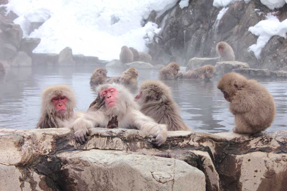 Snow Monkey Park & Miso Production Tour
