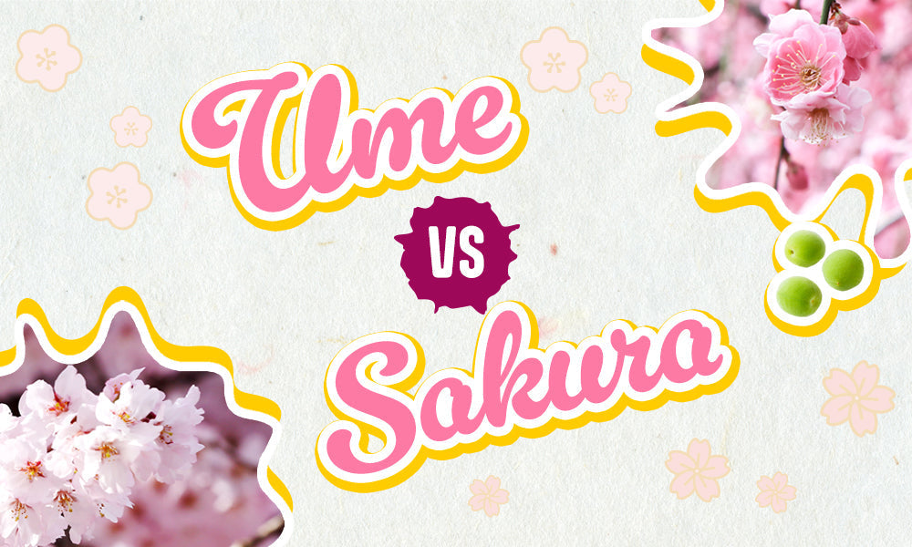 🌸 Ume VS Sakura
