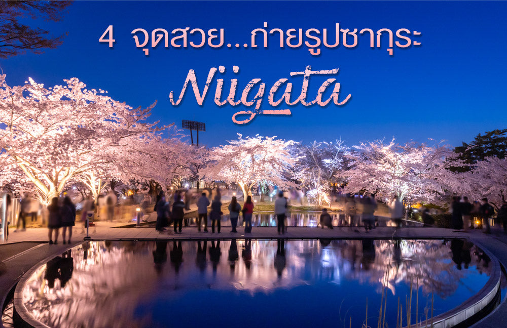 4 จุดถ่ายรูปซากุระ นีงาตะ