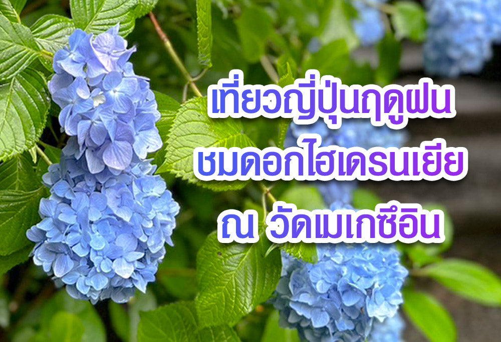 เที่ยวญี่ปุ่นฤดูฝน ชมดอกไฮเดรนเยียที่วัดเมเกซึอิน