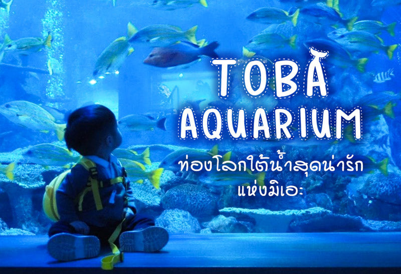 Toba Aquarium ท่องโลกใต้น้ำสุดน่ารัก แห่งมิเอะ