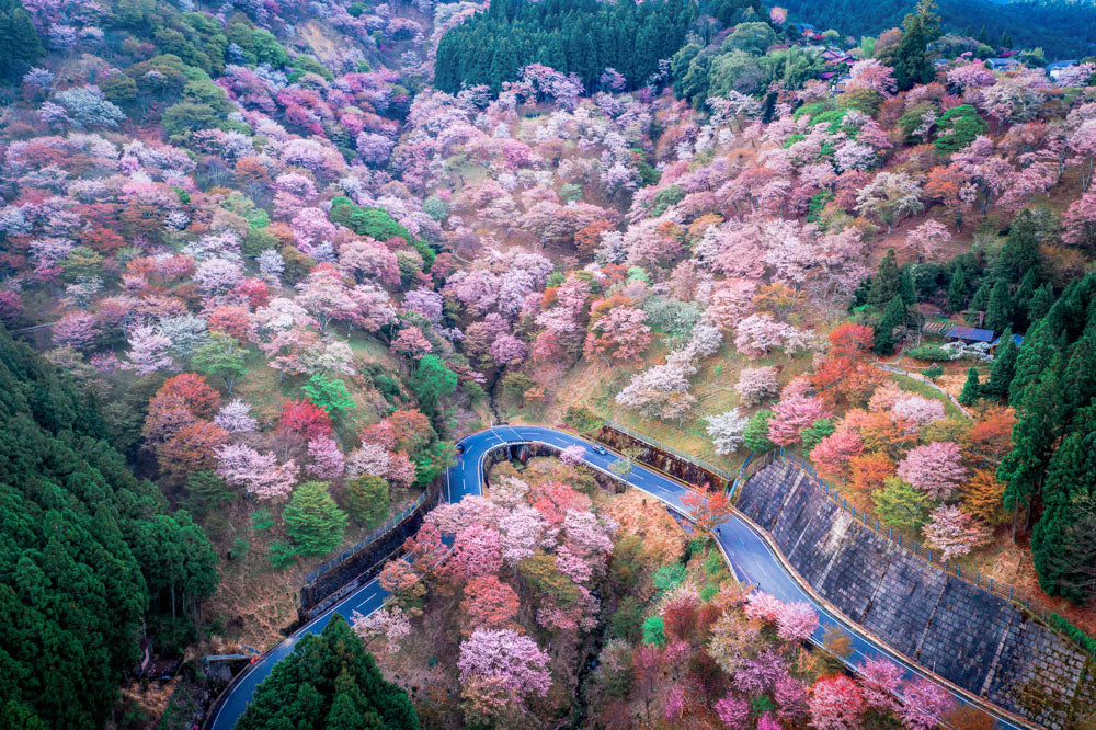 Kansai Area - Recommended Spring Destination