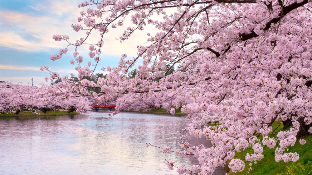 Tohoku Area - Recommended Spring Destination
