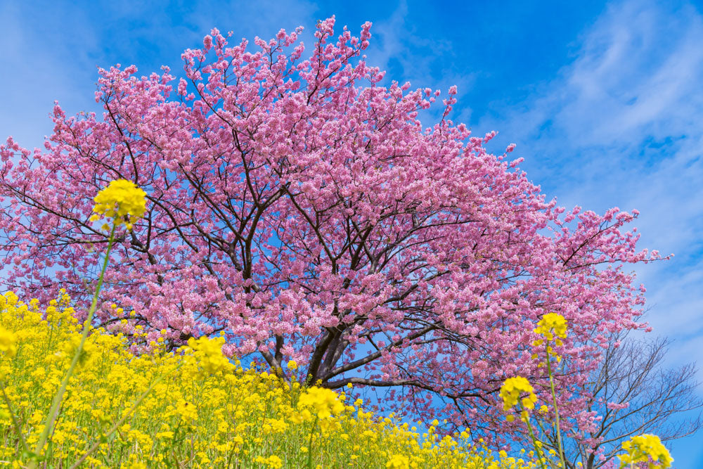 Chubu - Recommended Spring Destination