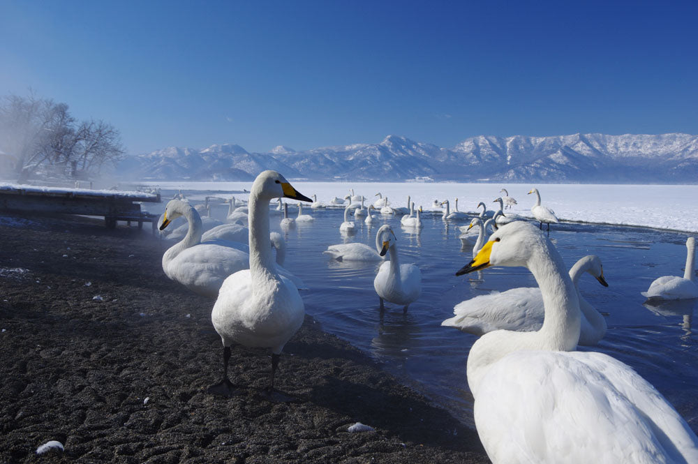 Hokkaido Area - Recommended Snow Destination
