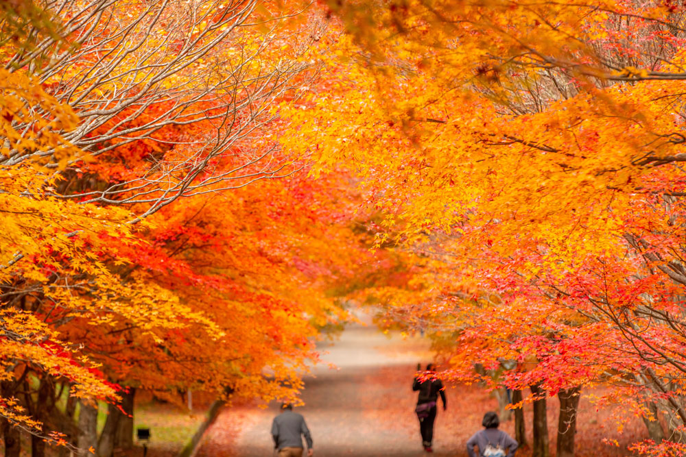 Chubu - Recommended Autumn Destination
