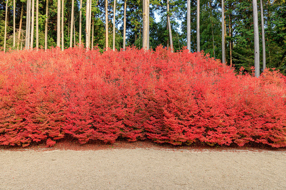 Kyushu Area - Recommended Autumn Destination