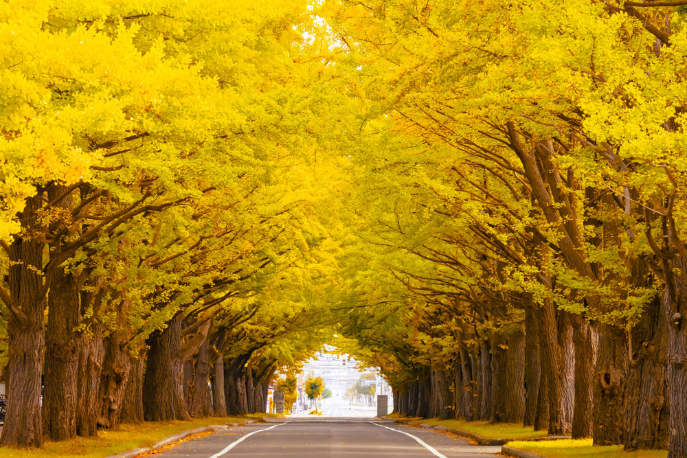 Hokkaido Area - Recommended Autumn Destination