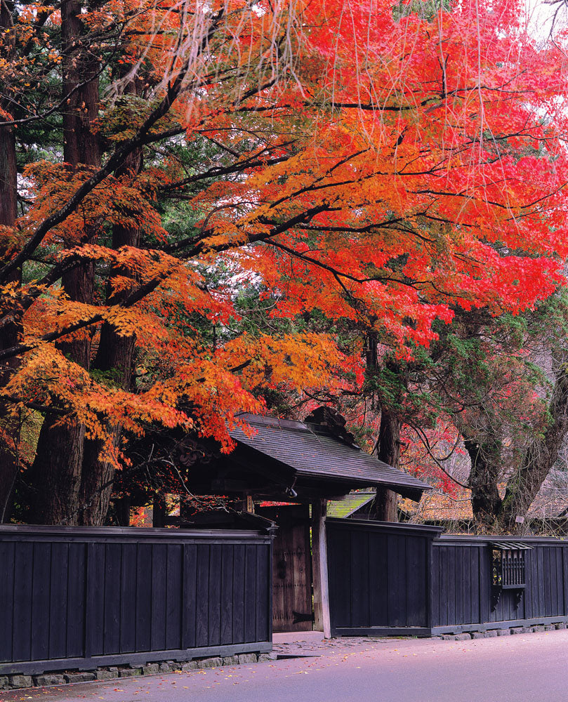 Autumn leaves journey from Aomori to Tokyo
