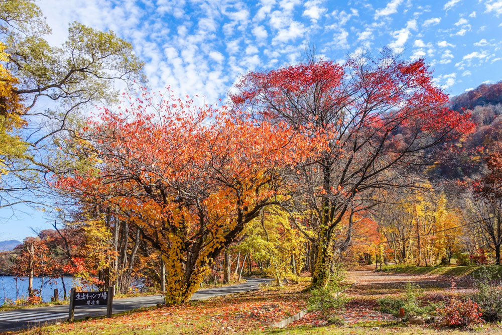 Autumn leaves journey from Aomori to Tokyo