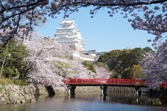 Kansai Sakura