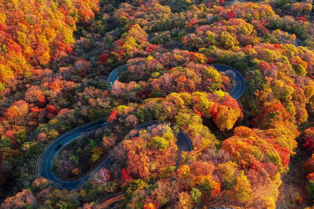 Autumn leaves journey from Aomori to Tokyo