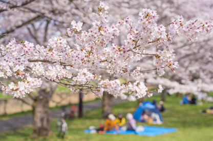 CHUBU - Funakawa River Hidden Sakura