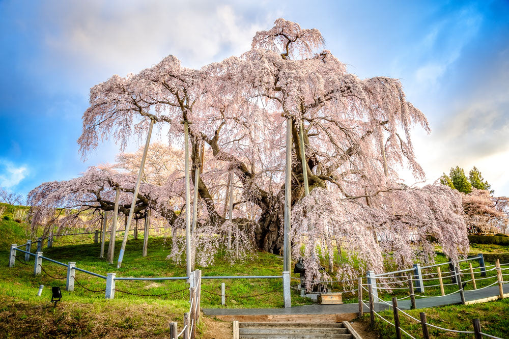 Spring Journey to Cherry Blossoms, Flowers & Port Towns