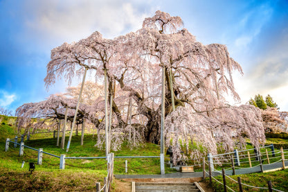 Spring Journey to Cherry Blossoms, Flowers & Port Towns