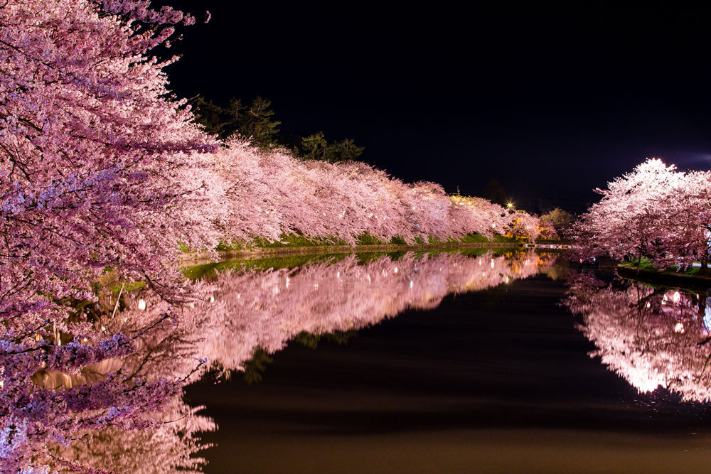 Spring Journey to Night Cherry Blossoms, Nemophila & Northern Port Towns