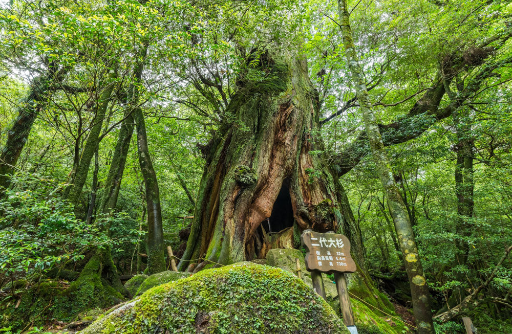 The Wellness Journey of Kyushu