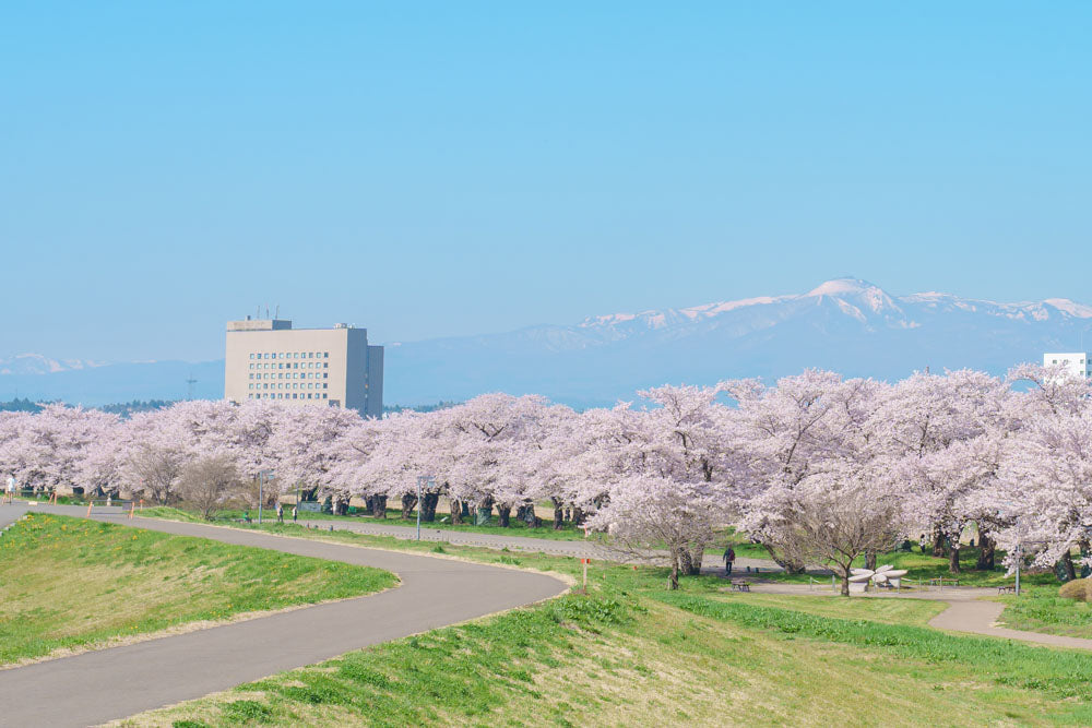 Spring Journey to Tohoku & Hakodate Cherry Blossoms & Seasonal Delights