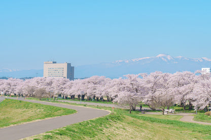 Spring Journey to Tohoku & Hakodate Cherry Blossoms & Seasonal Delights
