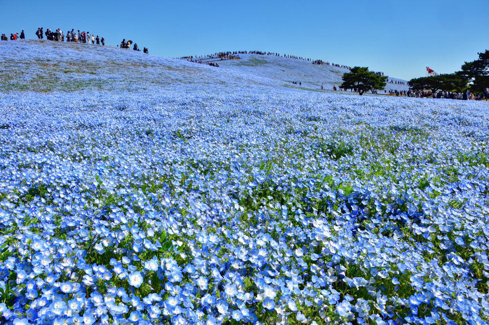 Spring Journey to Night Cherry Blossoms, Nemophila & Northern Port Towns