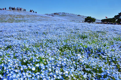 Spring Journey to Night Cherry Blossoms, Nemophila & Northern Port Towns