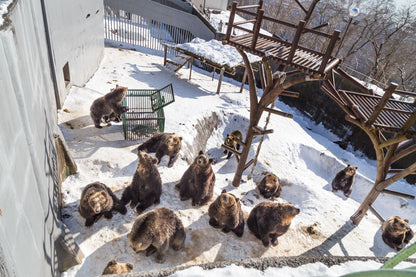 Hakodate, Noboribetsu, Sapporo & Otaru Winter Journey