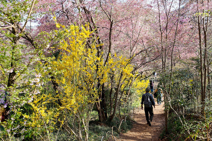 TOHOKU - Hidden Sakura Valley Retreat