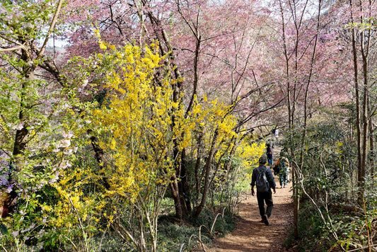 TOHOKU - Hidden Sakura Valley Retreat