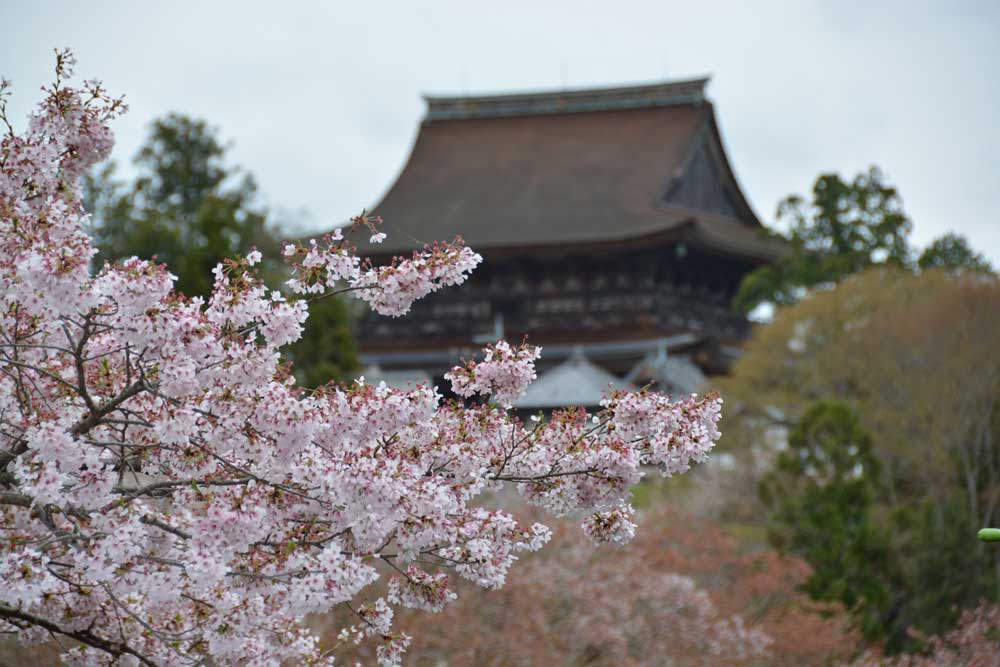 KANSAI - Enchanting Mount Yoshino Sakura