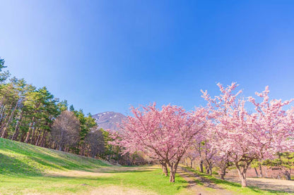 TOHOKU - Hidden Sakura Valley Retreat