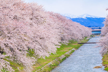 CHUBU - Funakawa River Hidden Sakura