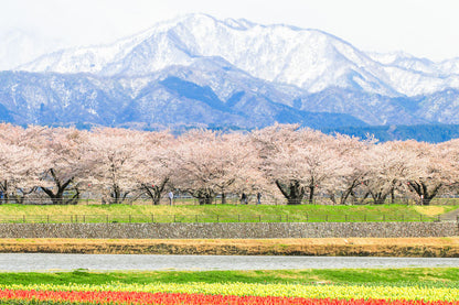 CHUBU - Funakawa River Hidden Sakura