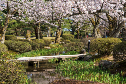 CHUBU - Kanazawa Elegant Sakura