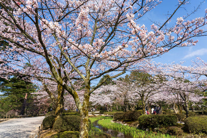 CHUBU - Kanazawa Elegant Sakura