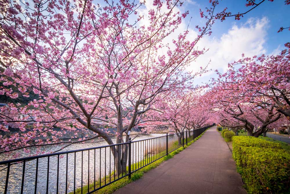 KANTO - Ocean Sakura Romance - Izu