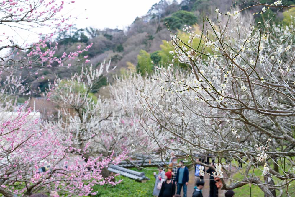 KANTO - Ocean Sakura Romance - Izu