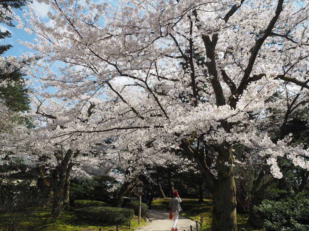 CHUBU - Kanazawa Elegant Sakura