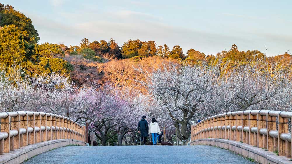 Spring Journey to Cherry Blossoms, Flowers & Port Towns