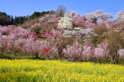 TOHOKU - Hidden Sakura Valley Retreat