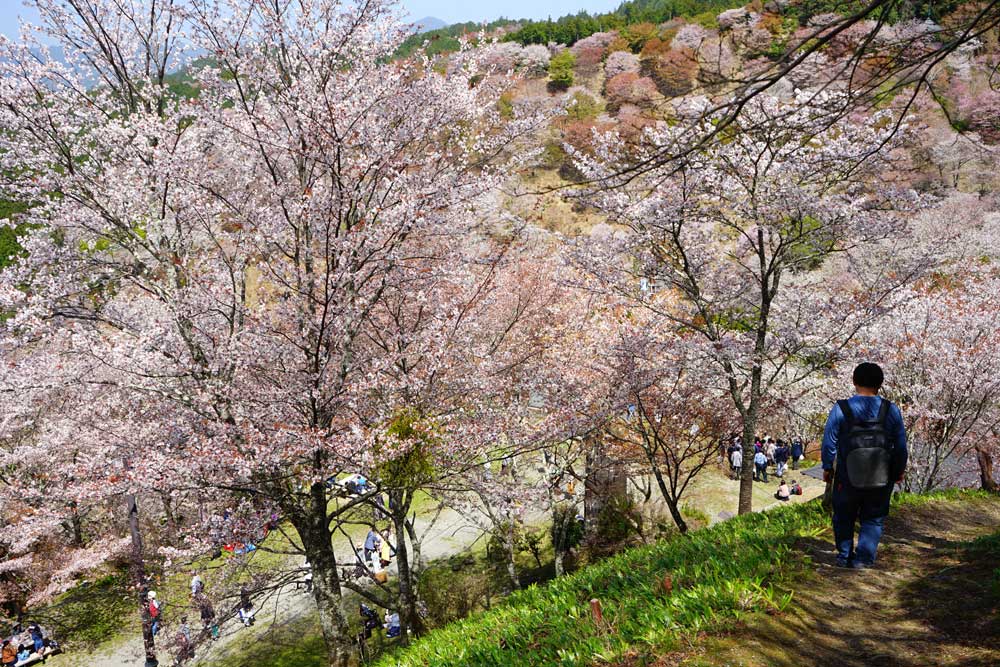 KANSAI - Enchanting Mount Yoshino Sakura