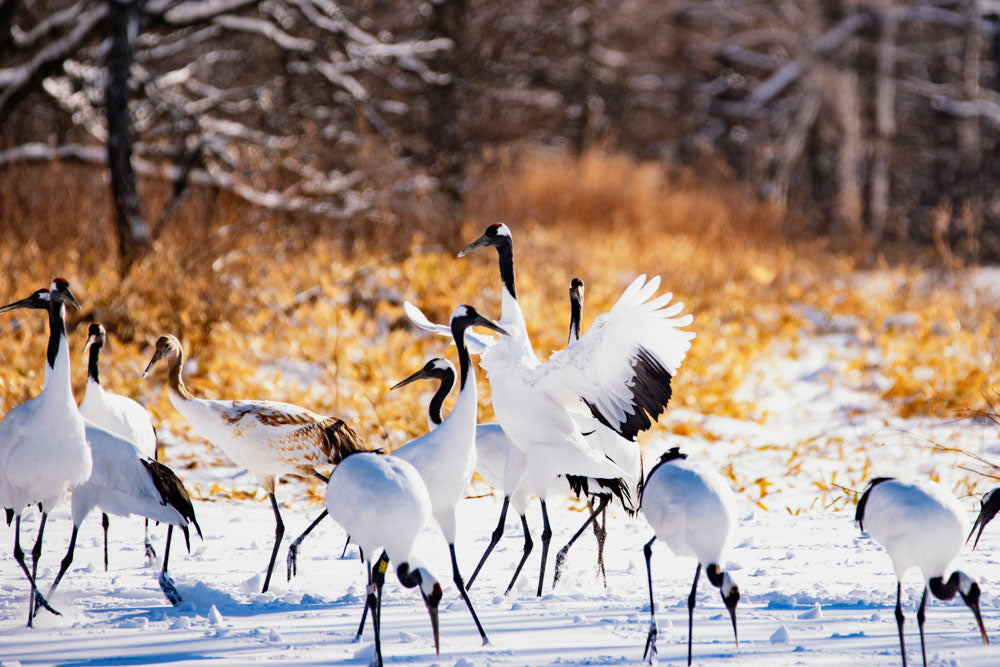 HOKKAIDO - Akan & Shiretoko Winter Escape