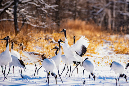HOKKAIDO - Akan & Shiretoko Winter Escape