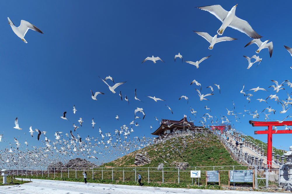 Spring Journey to Tohoku & Hakodate Cherry Blossoms & Seasonal Delights