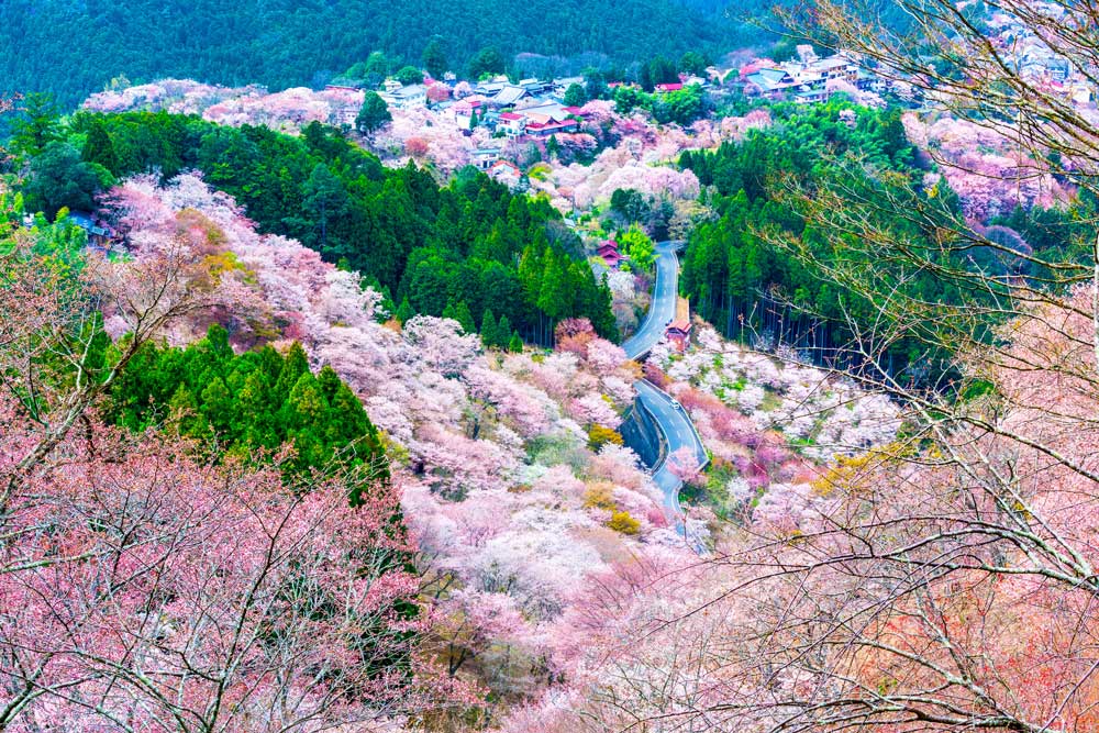 KANSAI - Enchanting Mount Yoshino Sakura